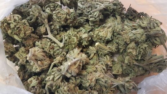 22 – LETNI AMATOR MARIHUANY