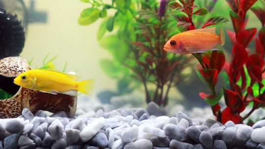 Akwarium morskie – czym różni się od słodkowodnego?