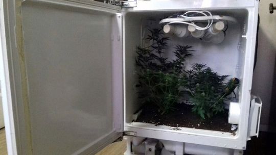 ARESZT ZA POZBAWIENIE WOLNOŚCI, POBICIE ORAZ PRZESTĘPSTWA NARKOTYKOWE