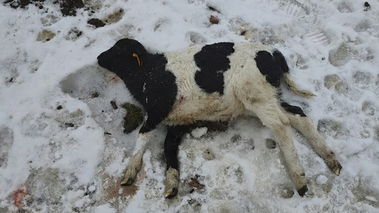 Atak wilków na stado owiec w Wilkanowie