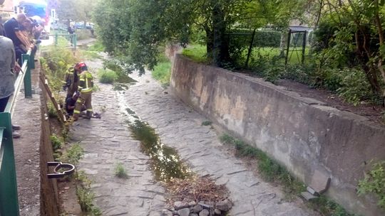 Bielawa. Strażacy wyciągają mężczyznę z koryta potoku.