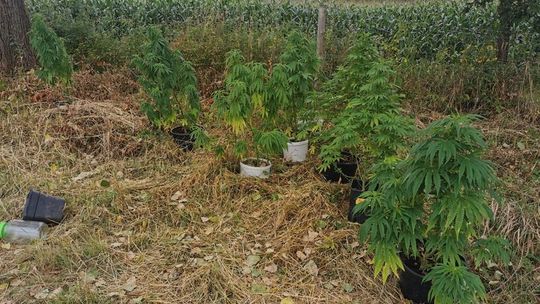 BIELAWSCY POLICJANCI UJAWNILI PLANTACJĘ KONOPI