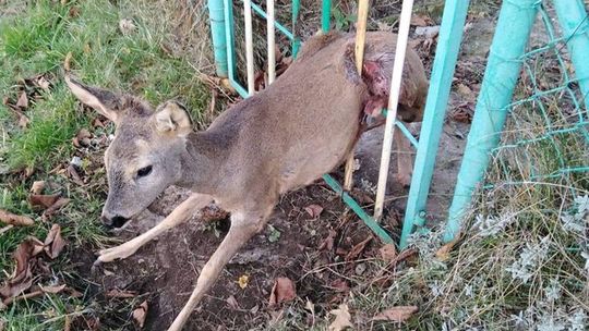 BIELAWSKA STRAŻ MIEJSKA RATUJE MAŁĄ SARENKĘ