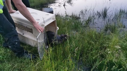 BIELAWSKI BÓBR URATOWANY!