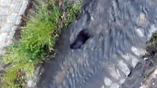 BÓBR W POTOKU BIELAWICA