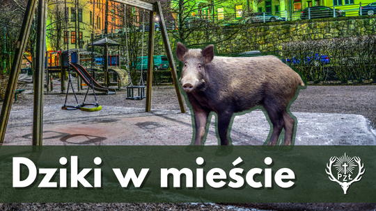 CO ROBI DZIK NA PLACU ZABAW? – DLACZEGO W MIASTACH CORAZ CZĘŚCIEJ POJAWIAJĄ SIĘ DZIKIE ZWIERZĘTA?