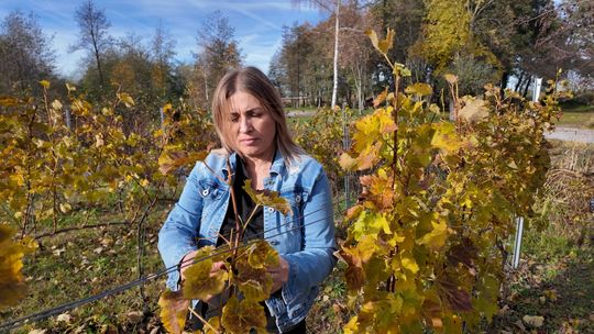 Dolnośląska pasja: Winnica Niewinne Pole wśród najlepszych