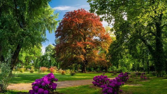 Dolnośląski reprezentant Polski, czyli buk z Dalkowa w European Tree of the Year