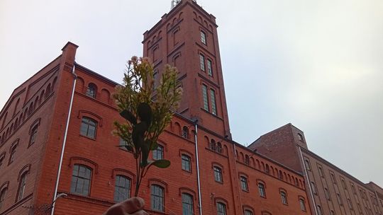 Dzień Kobiet w Młynie Hilberta: Zapisy przedłużone do 5 marca! Dzień Kobiet w Młynie Hilberta: Zapisy przedłużone do 5 marca!