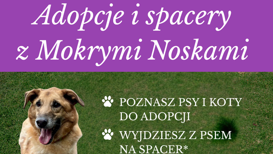 Dzień Wielkich Serc, czyli adopcje i spacery z psami ze schroniska