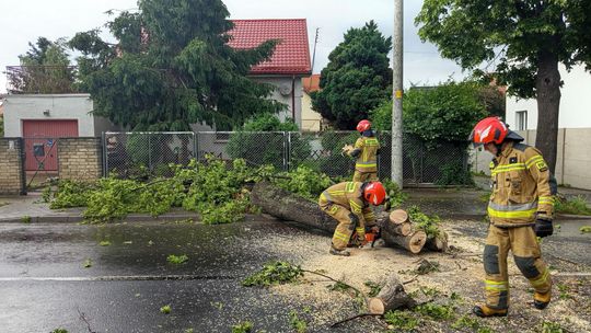 Dzierżoniów, powalona lipa blokowała przejazd ulicą Staszica