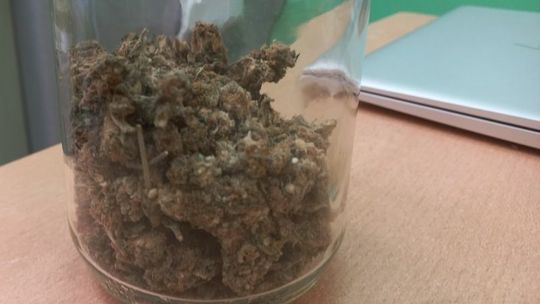 Dzierżoniowscy kryminalni zabezpieczyli ponad 150 porcji marihuany i odzyskali skradziony laptop