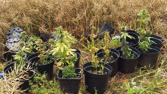 DZIERŻONIOWSCY POLICJANCI UJAWNILI MIEJSCE UPRAWY MARIHUANY