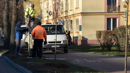 EKOLOGIA - 100 DRZEW WZDŁUŻ ŚWIDNICKIEJ I PIASTOWSKIEJ