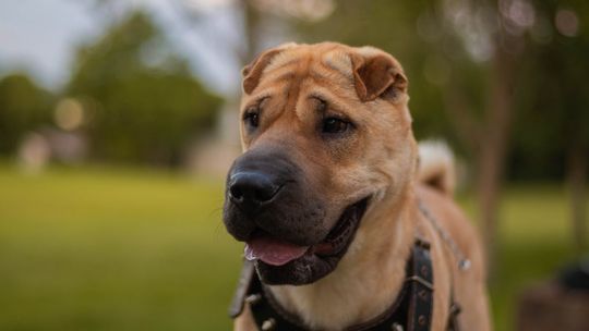 Entropium u psa. Czy wiesz, jak sobie z nim poradzić?