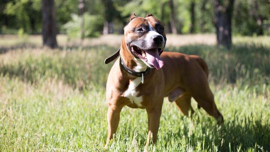Groźne psy - wykaz i opis ras