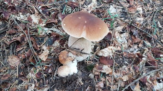 GRZYBIARZE – APEL O ROZWAGĘ