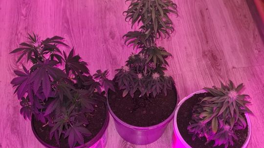 INTERWENCJA DOMOWA ZAKOŃCZONA UJAWNIENIEM UPRAWY KRZEWÓW KONOPI