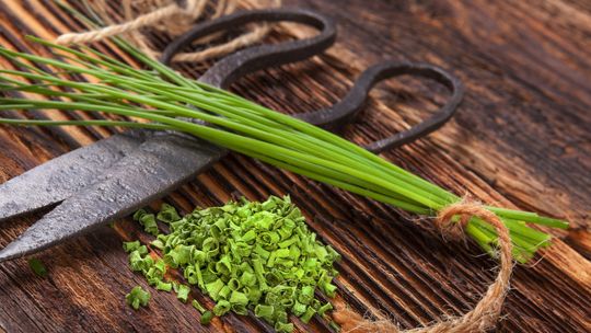 Jak uprawiać szczypiorek z nasion: Kompletny przewodnik dla początkujących