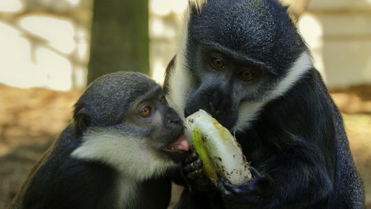 JAK ZWIERZĘTA W ZOO RADZĄ SOBIE Z UPAŁEM?