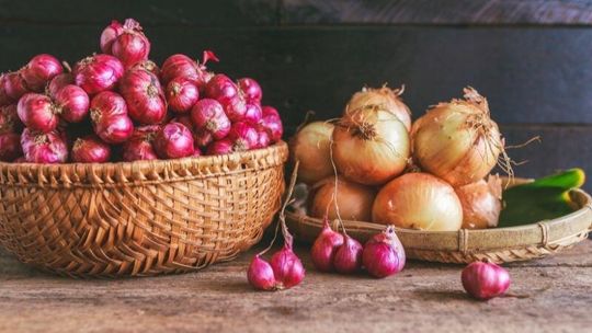 Jaka jest różnica między szalotką a cebulą ?