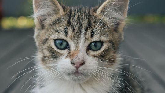 Jakie zabawki dla kota z kocimiętką wybrać? Tajemnica przyciągającej mocy kocimiętki