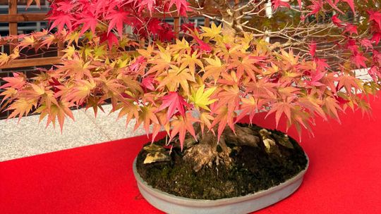 Jesień w miniaturze. Wyjątkowa wystawa bonsai w Książęcej Palmiarni w Wałbrzychu