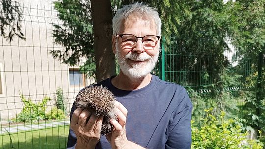 Jeże wróciły do Kłodzka