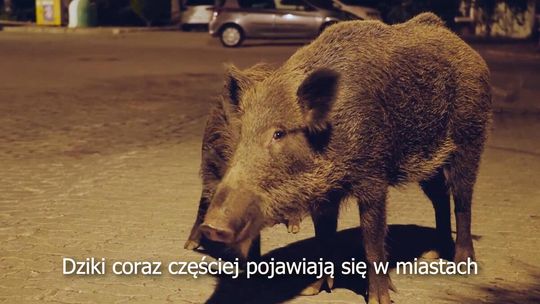 KAMPANIA SPOŁECZNA PRZECIW DOKARMIANIU DZIKÓW W MIASTACH ‼