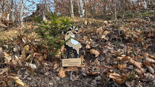 Koci Grzbiet – platforma z widokiem na Góry Sowie