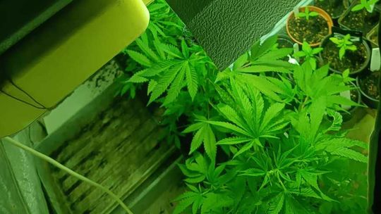 Kolejne skuteczne uderzenie kłodzkich policjantów w biznes narkotykowy