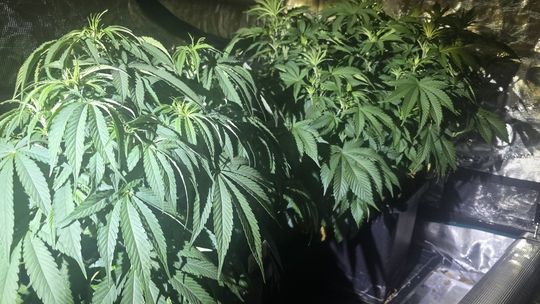 Kryminalni z Bolesławca wycofali z rynku kilogram marihuany oraz zlikwidowali nielegalną uprawę konopi