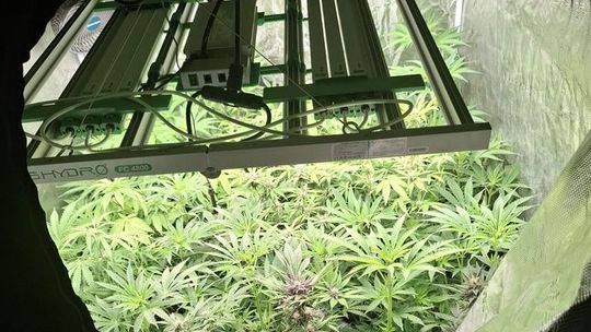 Kryminalni z Dzierżoniowa przejęli znaczną ilość środków odurzających – skuteczna praca operacyjna doprowadziła do zatrzymania mężczyzny