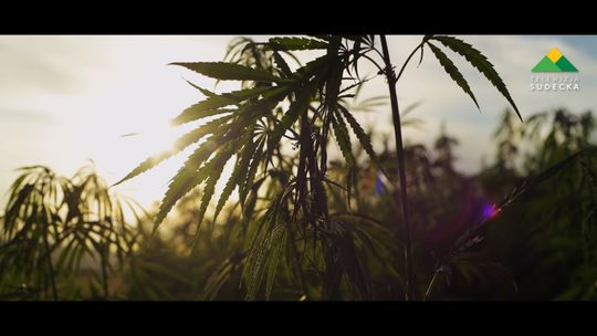 KRZEWY KONOPI PRZEJĘLI DZIERŻONIOWSCY POLICJANCI