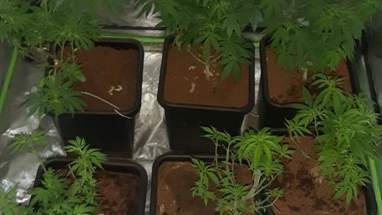 KRZEWY KONOPI PRZEJĘLI DZIERŻONIOWSCY POLICJANCI