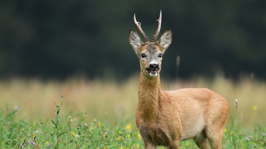 KTO SZCZEKA W LESIE? – LEŚNA OPERA SAREN