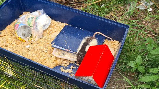 Ktoś wyrzucił domowego szczurka z klatką na śmietnik