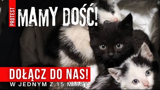 „MAMY DOŚĆ!”. Protesty w 15 miastach przeciwko cierpieniu zwierząt w Polsce
