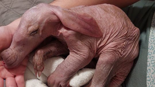 Mrównik odchowany na butelce trafił na wybieg wrocławskiego zoo