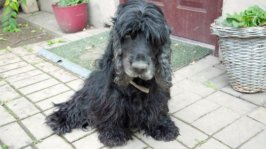 MUCHY ZŻERAŁY GO ŻYWCEM