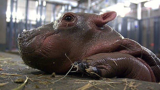 NARODZINY WE WROCŁAWSKIM ZOO - MAŁY HIPCIO NILOWY