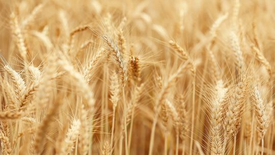 Nasiona pszenicy przewódkowej – jak zwiększyć plon i jakość zbiorów?