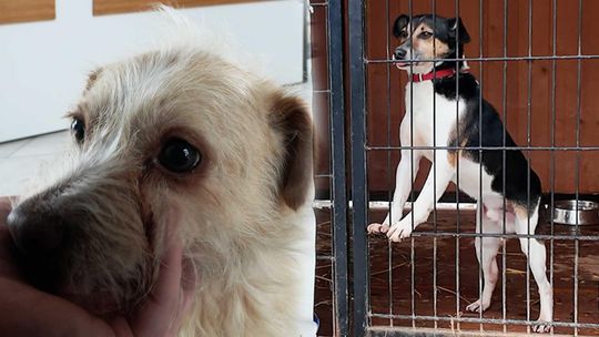 Nie bądźmy obojętni - Everest i Rufus ze świdnickiego schroniska polecają się do adopcji