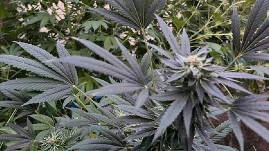 Nielegalna uprawa konopi na ogródkach działkowych