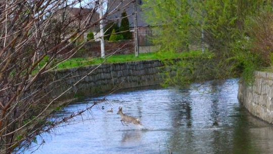 NIETYPOWA AKCJA STRAŻAKÓW