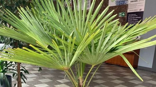 Nowa Ruda: ukradł palmę z plaży przy MOK