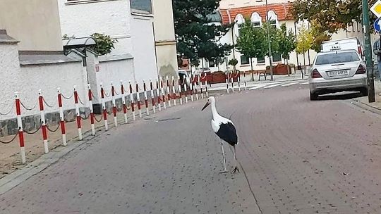 O boćku, który chciał zostać na zimę w Bielawie