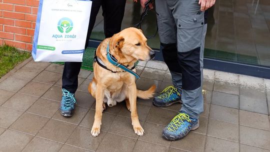 Oskar znalazł dom - pierwsza adopcja w ramach akcji #AquaPupil