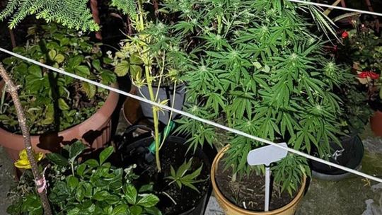 Pielęgnował krzewy konopi pomiędzy kwiatami balkonowymi