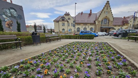 Pierwsze wiosenne kwiaty w Świdnicy
